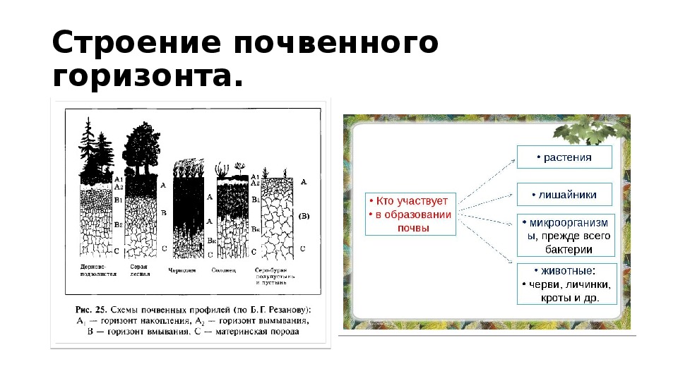 Наличие почвы. Почвенный Горизонт это в географии 8 класс. Изменение структуры почвы. Почвенный профиль схема 8 класс.