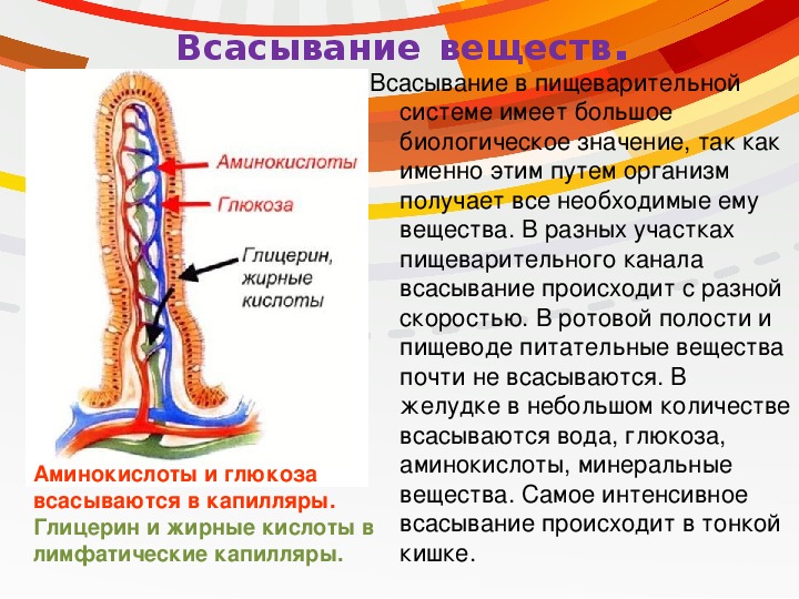 Всасывание питательных веществ в кровь 8 класс презентация пасечник