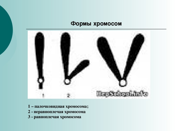 Формы хромосом. Равглплечие хромосомы. Типы хромосом равноплечие. Хромосомы равноплечие неравноплечие.