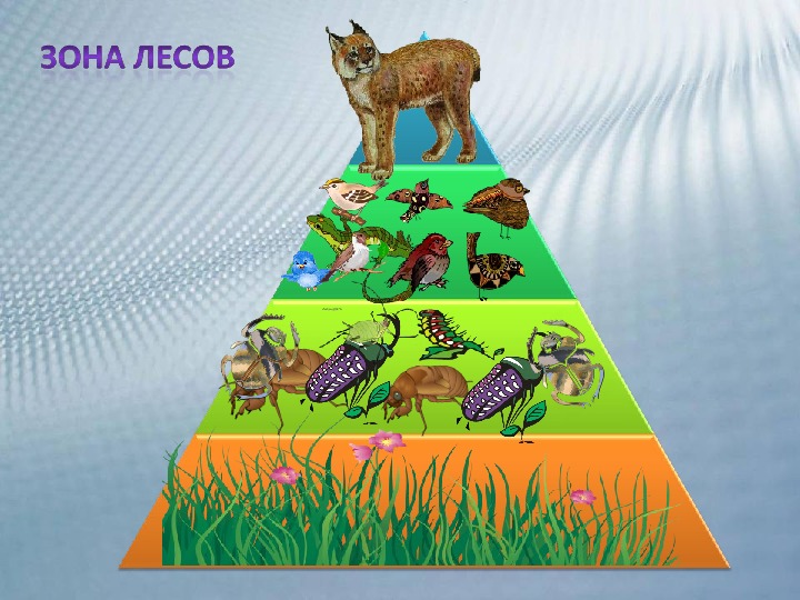 Экологическая пирамида животных