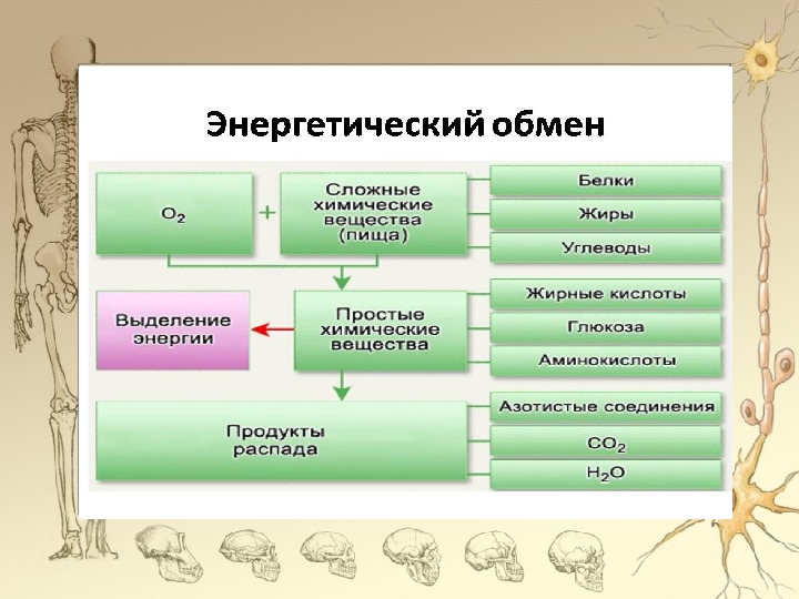 Пластический и энергетический обмен 8 класс презентация