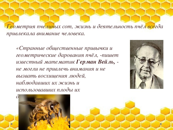 Исследование пчел в лаборатории. Геометрия пчелиных сот. Соты пчел строение. Размеры пчелиных сот. Пчелиные соты геометрия.