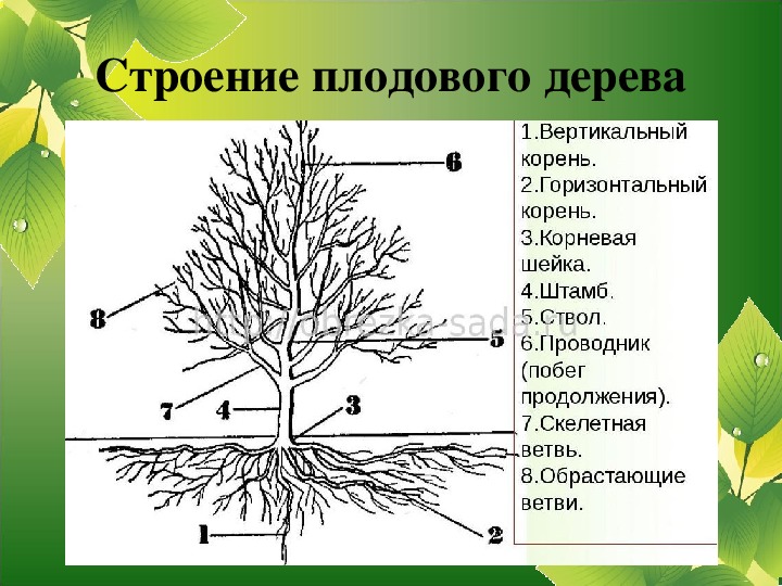 Презентация "Размножение плодовых деревьев"