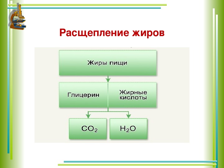 Молекулярные процессы расщепления презентация