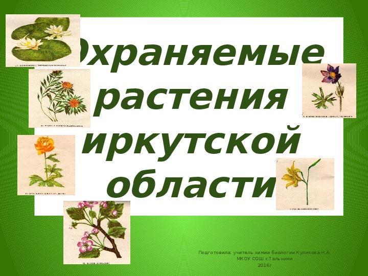 Презентация "Охраняемые растения Иркутской области"
