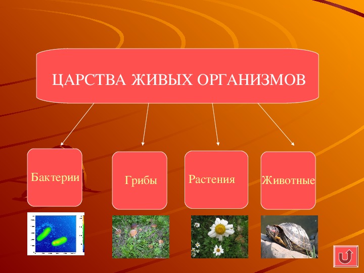 Растения 5 класс презентация