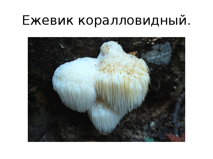 Занятие "Интересное и удивительное о грибах"