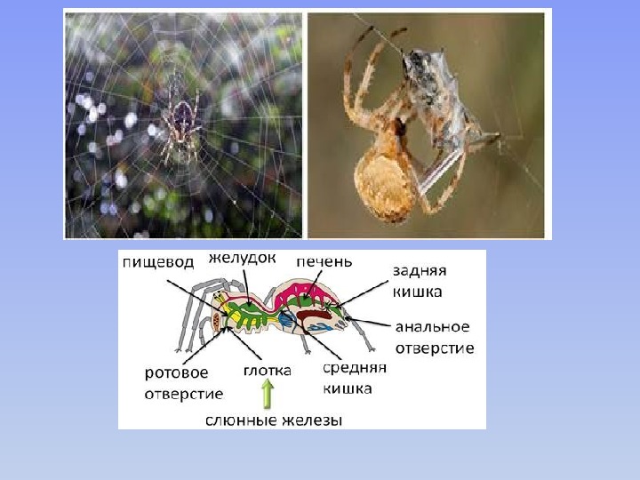 Адаптация паукообразных. Паукообразные представители. Классификация паукообразных. Представители типа паукообразные. Класс паукообразные классификация.