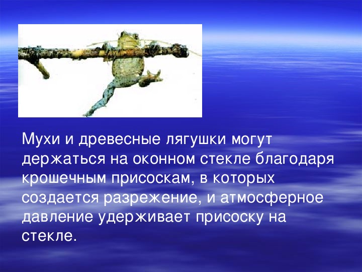 Вес воздуха атмосферное давление сообщение 7 класс. Атмосферное давление присоски. Мухи и атмосферное давление. Вес воздуха атмосферное давление 7 класс. Вес воздуха атмосферное давление 7 класс физика.