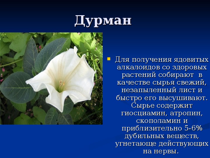 Дурманом сладким. Дурман скополамин. Алкалоиды дурмана обыкновенного. Датура гиосциамин. Дурман обыкновенный сырье.