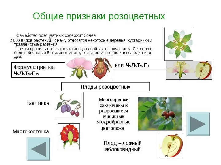 Проект по биологии разноцветные