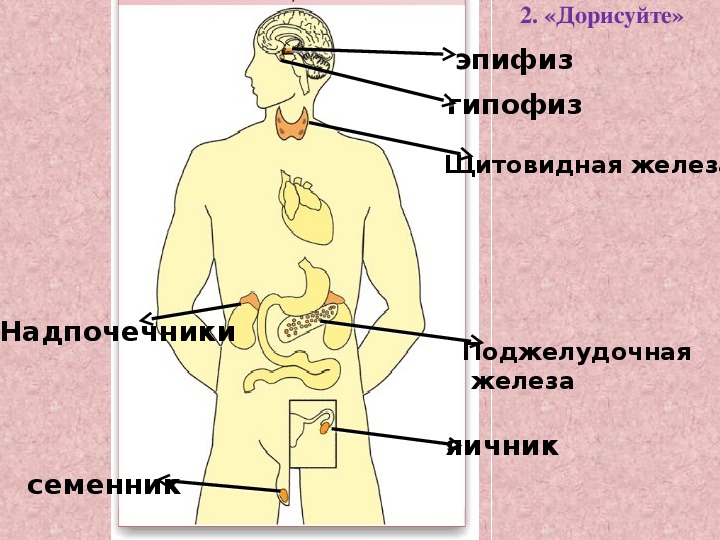 Гипофиз и эпифиз на рисунке отмечены цифрой