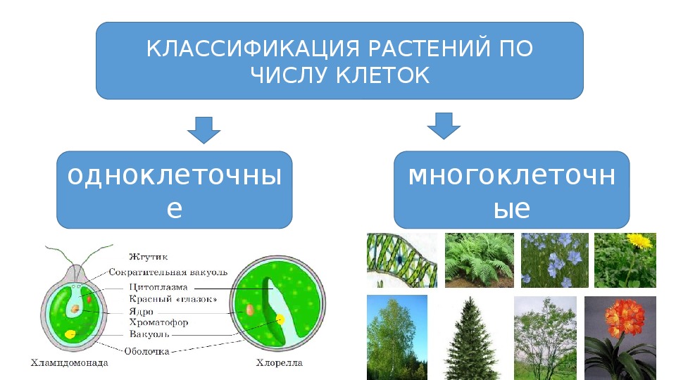 Многоклеточные растения примеры