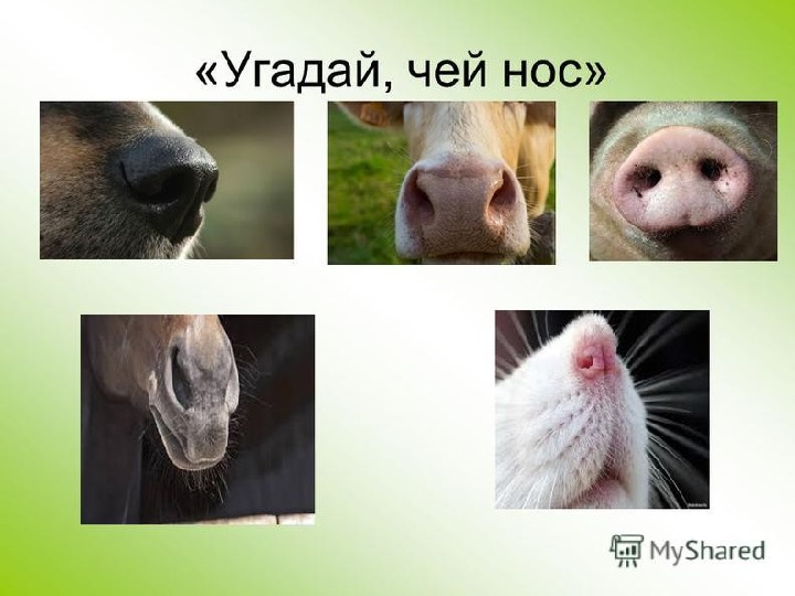 Нос презентация 1 класс