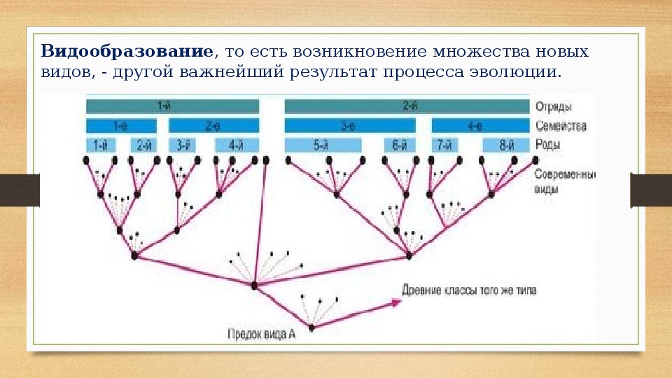 Биология 9 класс презентация основные закономерности эволюции