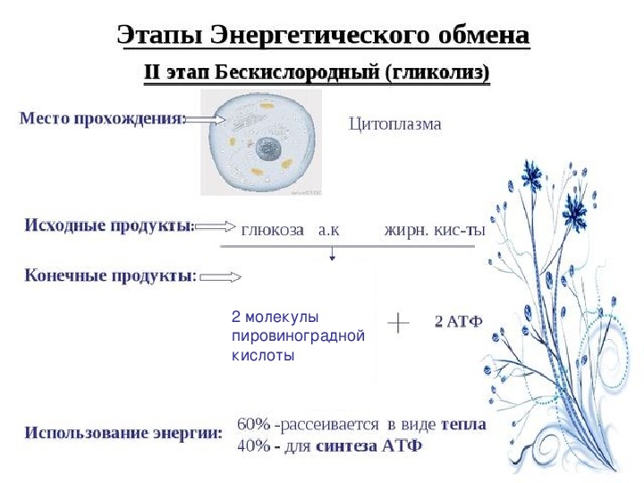 Схема клеточное дыхание с подписями егэ биология