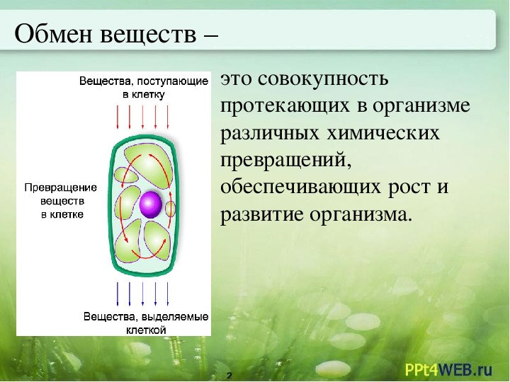 Дыхание растений 6 класс биология презентация пасечник