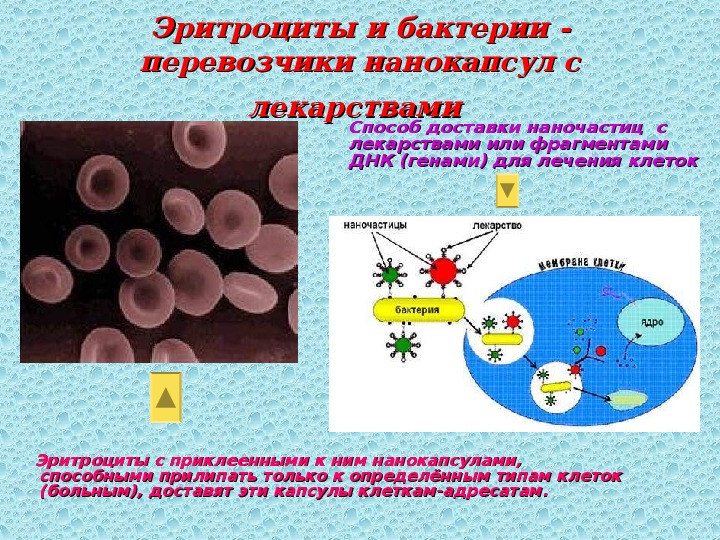 Воспроизводство клеток