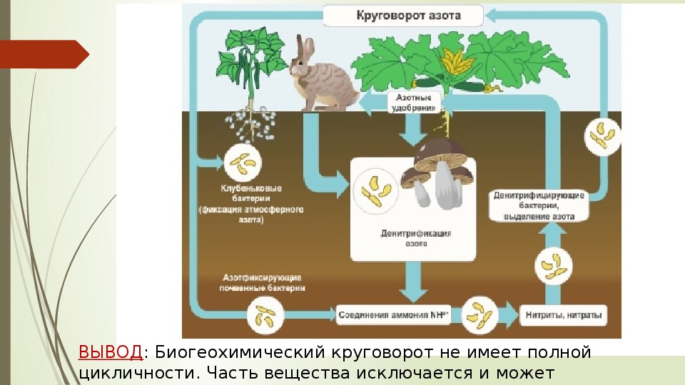 Круговорот веществ в природе презентация 11 класс