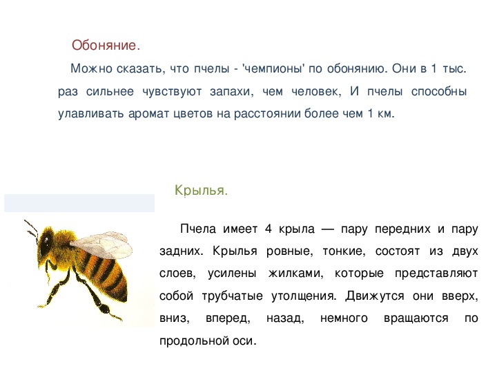 Анализ слова пчелы