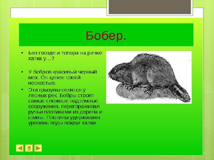 Сообщение о бобрах 4 класс. Бобер презентация. Рассказ о бобре. Презентация про Бобров. Презентация про бобра.