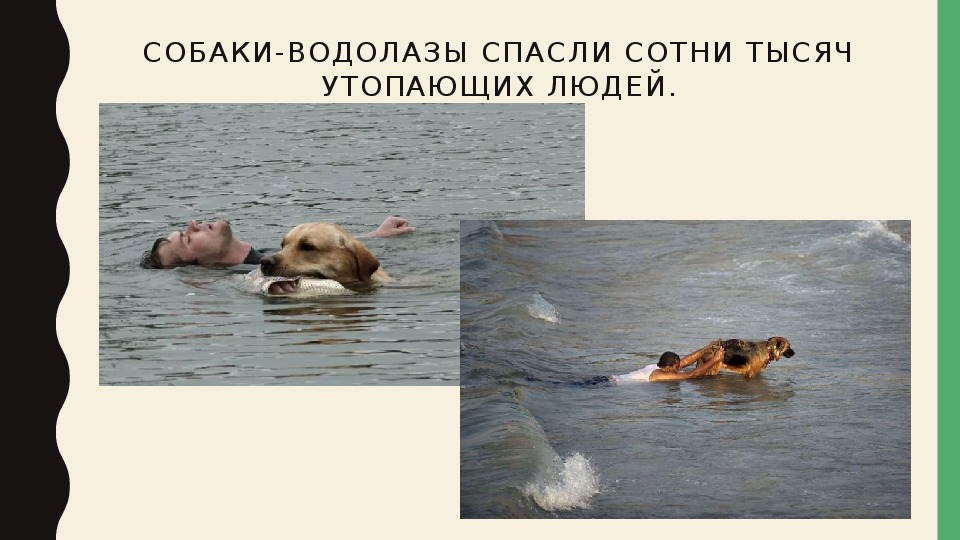 Собаки день после день. Рассказ о собаке водолазе.