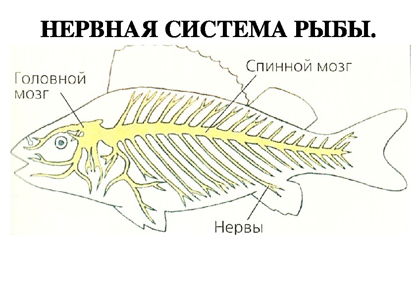 Рыбы биология 7 класс. Нервная система костных рыб схема.