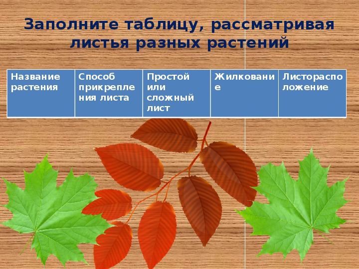 Лабораторная работа по биологии внешнее строение листа