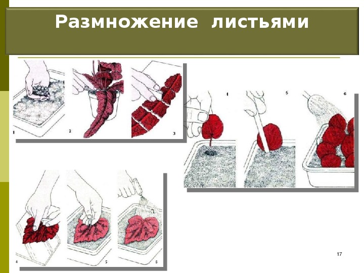 Вегетативное размножение листом