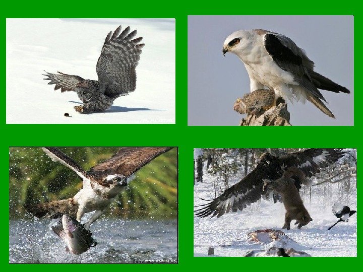 Разделите птиц на группы по способу питания. Древесный группа птиц. Экологические группы птиц по питанию. Группа птиц живущие в лесах. Экологические группы сов способу питания.