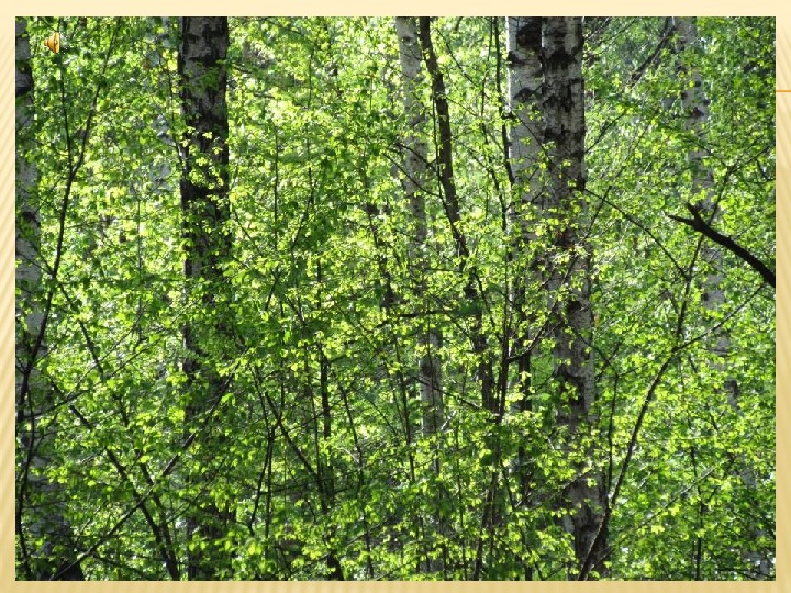 Лесное растительное сообщество. Растения леса 4 класс. Растительное сообщество лес. Природные сообщества Томска. Дмитриев что такое лес.