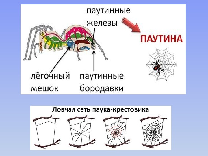 Паукообразные паутинные железы