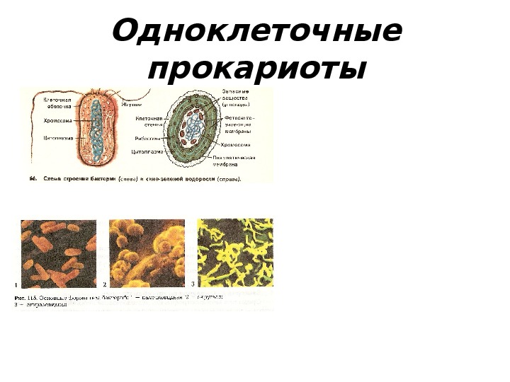 Надцарство прокариоты. Многоклеточные одноклеточные прокариоты. Представители царства прокариот. Прокариоты примеры организмов.