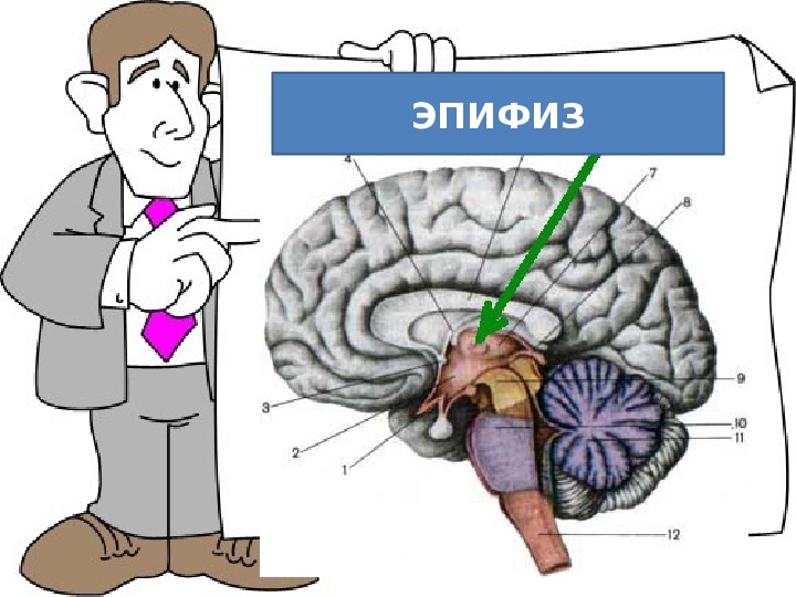 Гипофиз и эпифиз на рисунке отмечены цифрой