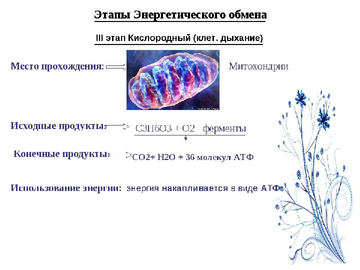 Клеточное дыхание рисунок с подписями