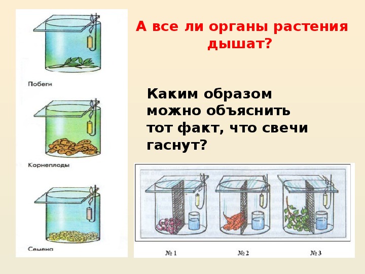 В изображенном на рисунке опыте экспериментатор поместил в колбы разные органы растения