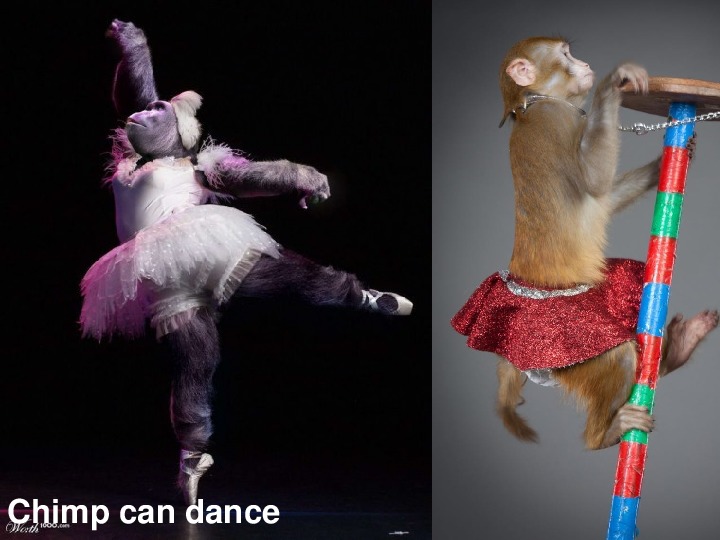 Chimps can dance перевод. A Chimp can Dance. The Chimp can.