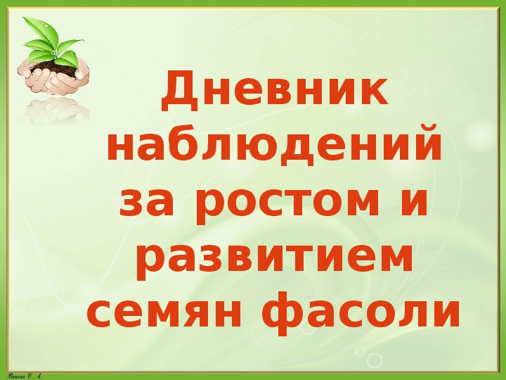 Прорастание семян фасоли