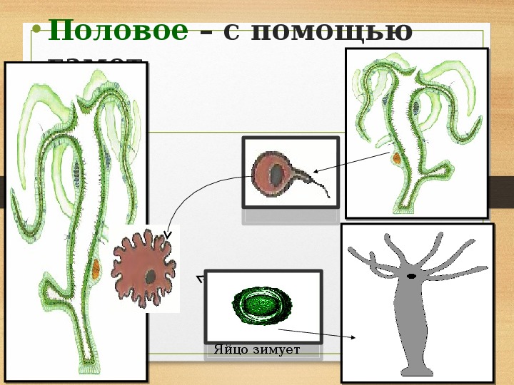 Организм изображенный на рисунке размножается с помощью