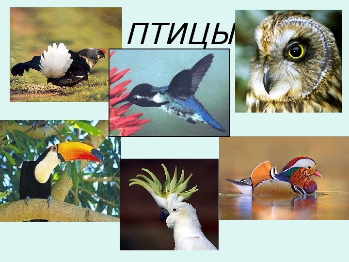 Разнообразие птиц презентация. Разнообразие птиц. Разнообразие птиц в природе. Птицы многообразие птиц. Многообразие птиц в природе и жизни человека.