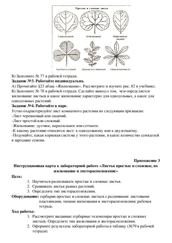 Лабораторная работа внешнее строение листа