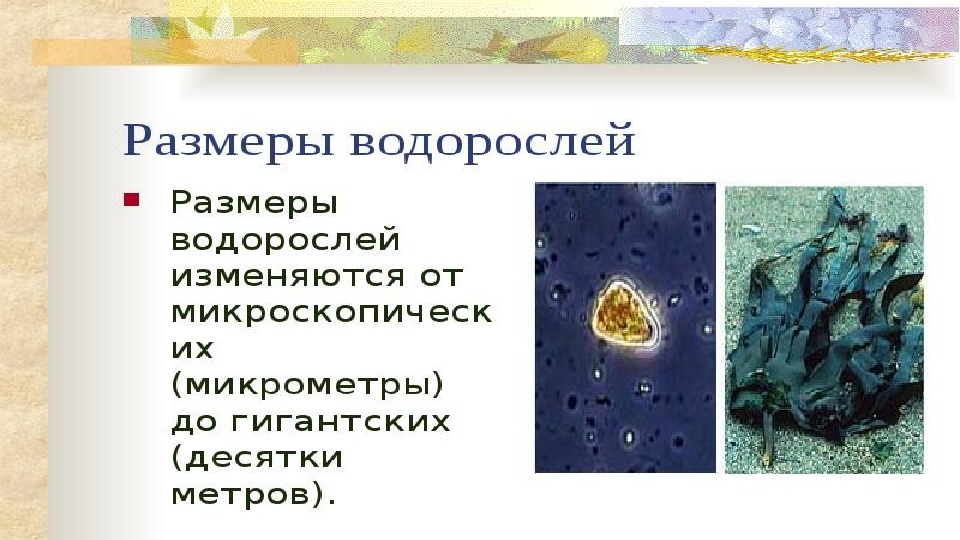 Проект водоросли