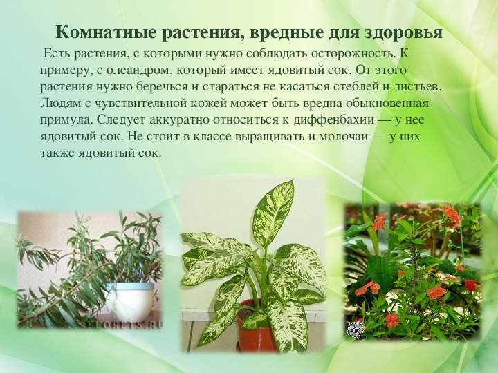 Комнатные растения польза и вред. Комнатные цветы вредные для здоровья. Ядовитые домашние растения. Ядовитые комнатные цветы для человека.
