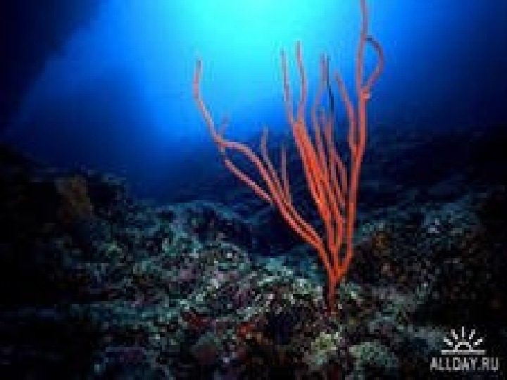 Самыми глубоководными водорослями являются. Морские растения. Морские водоросли. Самые глубоководные водоросли. Глубоководная красная водоросль.
