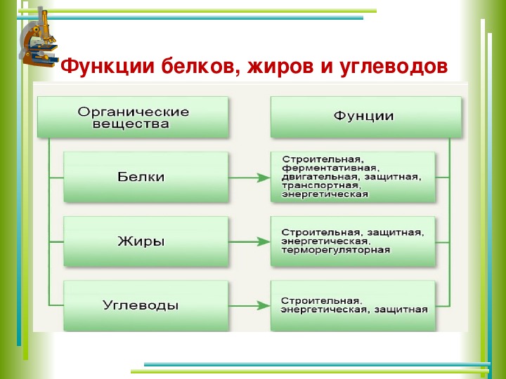 Обмен органических веществ 8 класс презентация