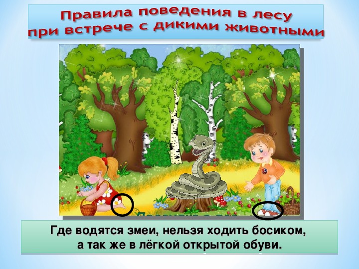 Опасности в лесу. Правила поведения при встрече с дикими животными. Опасности в лесу для детей. Правила поведения в лесу с животными. Правила поведения в лесу с дикими животными.