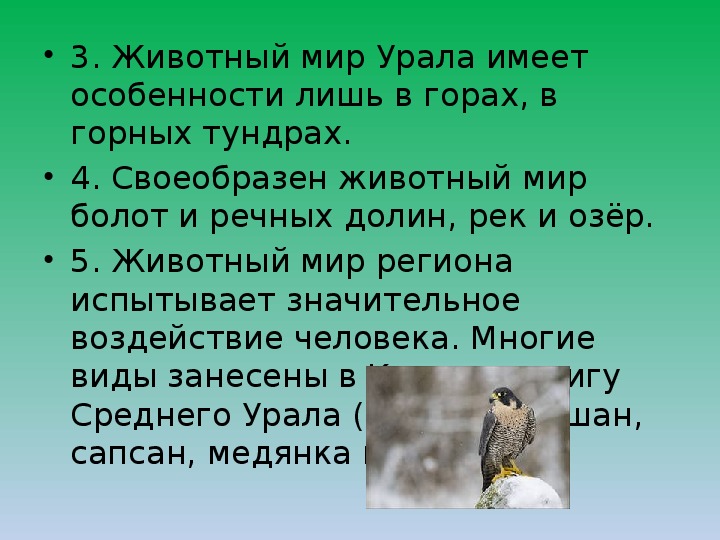 Животный мир урала презентация