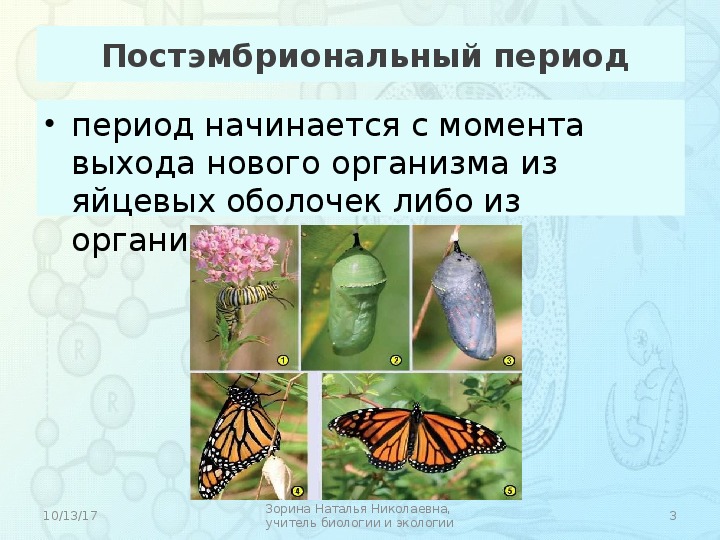 Постэмбриональный период. Постэмбриональный период развития бабочки. Постэмбриональный период у бабочки. Постэмбриональный период начинается с момента. Постэмбриональный период у бабочки начинается с.