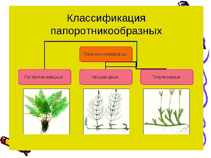 Отделы растений