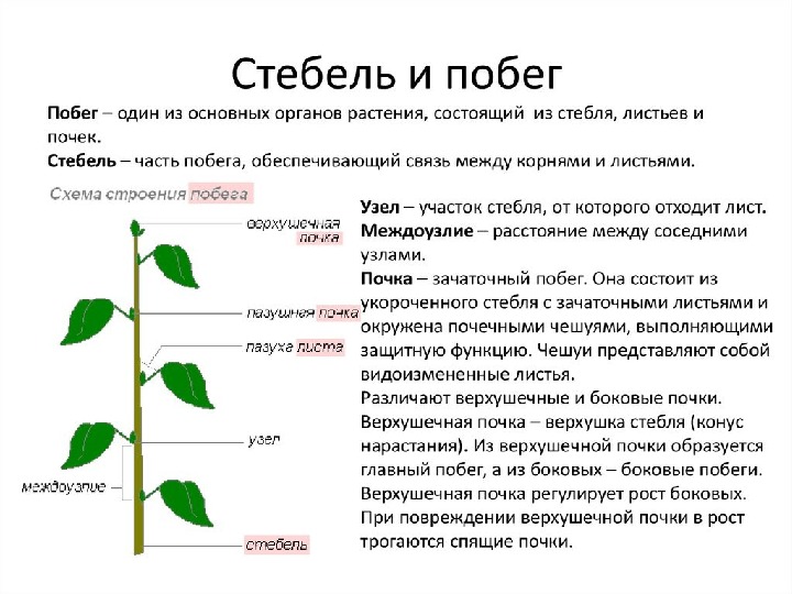 Темы для проекта по биологии 6 класс список